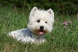 WESTIE 303